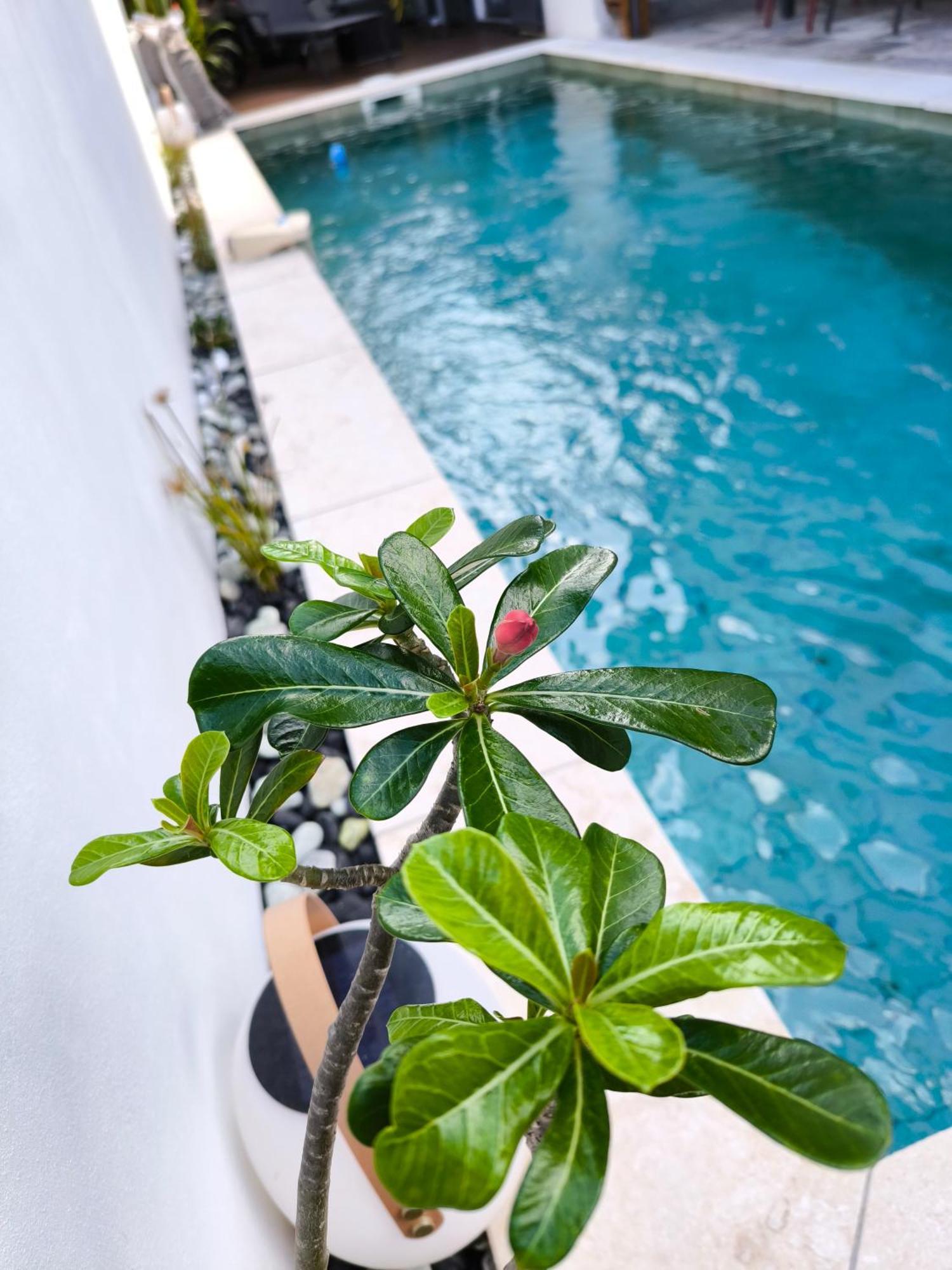 Villa O'Lhaya Piscine Pivee 생조세프 외부 사진